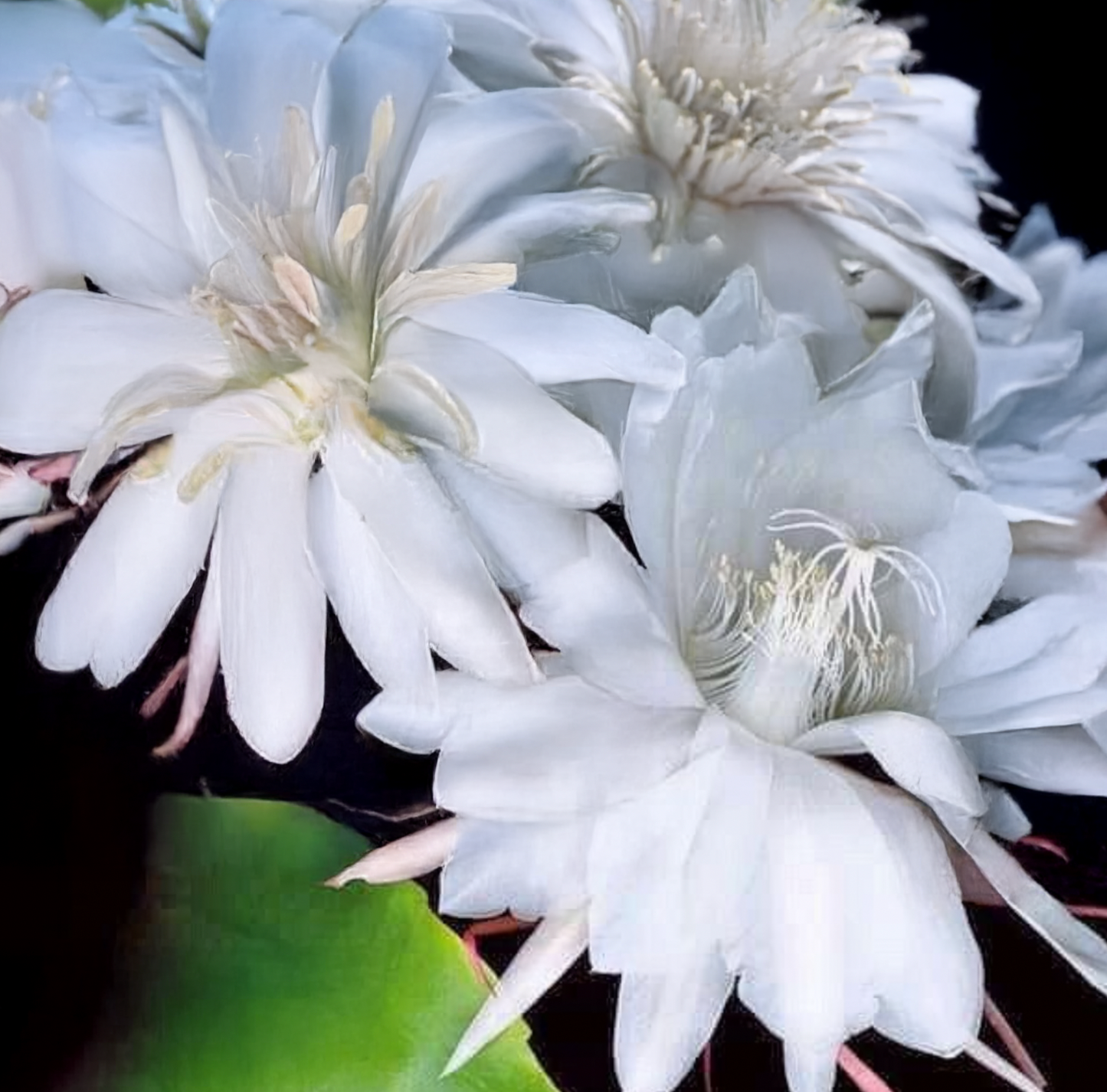 WAHA・NA/ Queen of the Night 月花美人